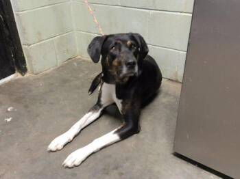 SAMANTHA -  Pit Bull Terrier and Mixed Breed Dog for Adoption in Tulsa, Oklahoma - SAMANTHA | PetCurious