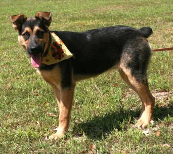 Verity -  German Shepherd Dog and Australian Cattle Dog Blue Heeler Dog for Adoption in Attalla, Alabama - Verity | PetCurious