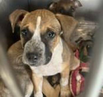 Rescue Hound Dogs for Adoption in Cibolo, Texas - Yakko | PetCurious