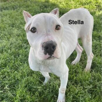 Mixed Breed Dogs Available for Adoption - Stella | PetCurious