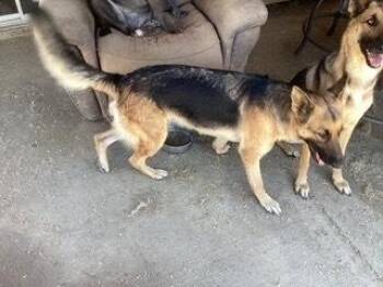 Koda - COURTESY POST -  German Shepherd Dog Dog for Adoption in Fulton, California - Koda - COURTESY POST | PetCurious