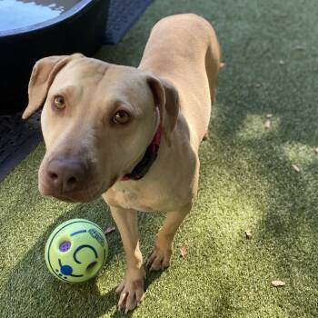 Rescue Mixed Breed Dogs for Adoption in Titusville, Florida - Dubai | PetCurious