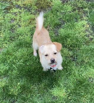 Silky Terrier Dogs Available for Adoption in North Vancouver, British Columbia - Tilly (urgent Foster Needed!) | PetCurious