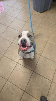 Unknown Newmans Cardington -  Pit Bull Terrier Dog for Adoption in Marion, Ohio - Unknown Newmans Cardington | PetCurious