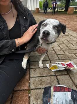 Australian Cattle Dog Blue Heeler and Catahoula Leopard Dog Dogs Available for Adoption in Austin, Texas - Lotus | PetCurious