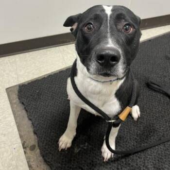 Mixed Breed Dogs Available for Adoption - Randy | PetCurious