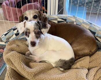 Miniature Dachshund and Chihuahua Dogs Available for Adoption in Chickasha, Oklahoma - Flower | PetCurious