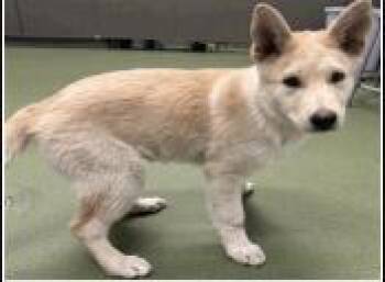 AAD New Arrival! Bolt - 26139 -  Husky Dog for Adoption in Armonk, New York - AAD New Arrival! Bolt - 26139 | PetCurious