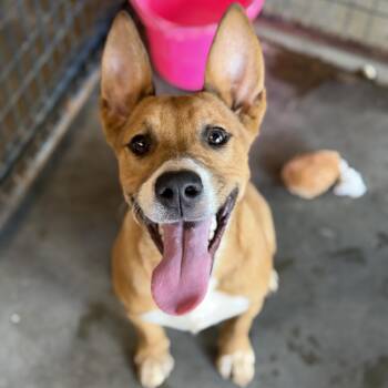 Jackie -  Labrador Retriever Dog for Adoption in Columbia, South Carolina - Jackie | PetCurious