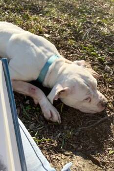 Ricardo -  Mixed Breed Dog for Adoption in Cincinnati, Ohio - Ricardo | PetCurious