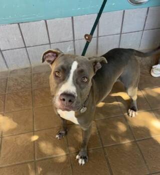 Pit Bull Terrier and Mixed Breed Dogs Available for Adoption - Noelle | PetCurious