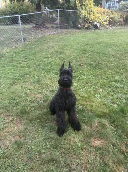 Achilles -  Giant Schnauzer Dog Available for Adoption in Muskegon, Michigan - Achilles | PetCurious