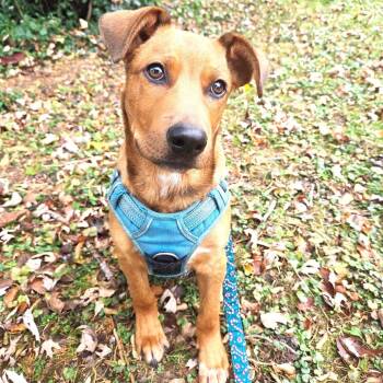 Rescue Mixed Breed Dogs for Adoption in South Riding, Virginia - Ryder | PetCurious