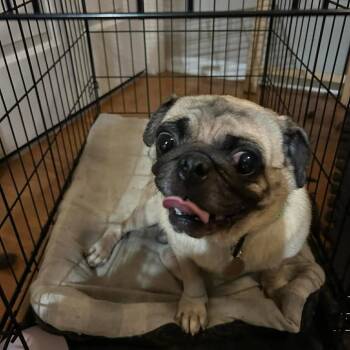 Francisco D12147 -  Pug Dog for Adoption - Francisco D12147 | PetCurious