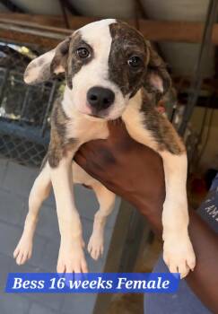 Bess -  Mixed Breed and Chocolate Labrador Retriever Dog for Adoption in Shrewsbury, Massachusetts - Bess | PetCurious