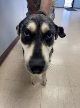 Siberian Husky Dogs Available for Adoption in Killeen, Texas - AMREN | PetCurious