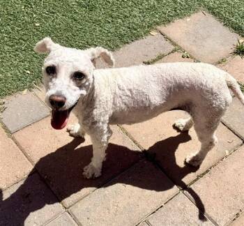 SNOW -  Poodle and Mixed Breed Dog for Adoption in Salinas, California - SNOW | PetCurious