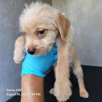 CANDICE -  Terrier Dog for Adoption in San Antonio, Texas - CANDICE | PetCurious