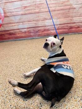 Boston Terrier Dogs Available for Adoption - SHEYLA | PetCurious