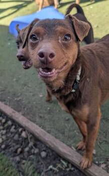 Feller -  Miniature Pinscher and Dachshund Dog for Adoption in Ramona, California - Feller | PetCurious