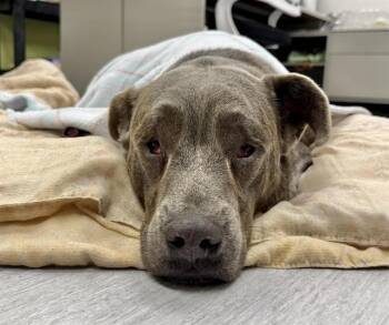 Pit Bull Terrier and Mixed Breed Dogs Available for Adoption in Colorado Springs, Colorado - KANE | PetCurious