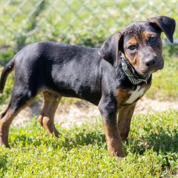Paul -  Labrador Retriever and Mixed Breed Dog for Adoption - Paul | PetCurious