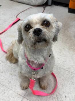 Bizzie -  Lhasa Apso Dog for Adoption in Lansing, Kansas - Bizzie | PetCurious