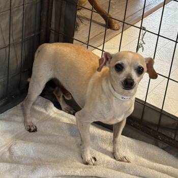 Zero -  Chihuahua Dog for Adoption in Thompson Falls, Montana - Zero | PetCurious