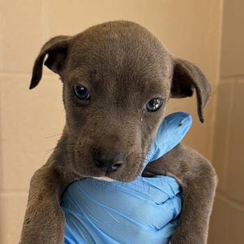 Tater Slater -  American Staffordshire Terrier Dog for Adoption in San Antonio, Texas - Tater Slater | PetCurious
