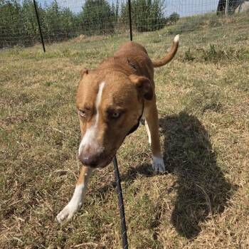 Sunny -  Labrador Retriever and Mixed Breed Dog for Adoption in Durant, Oklahoma - Sunny | PetCurious