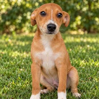 PEGASUS -  Mixed Breed Dog for Adoption in Cranston, Rhode Island - PEGASUS | PetCurious