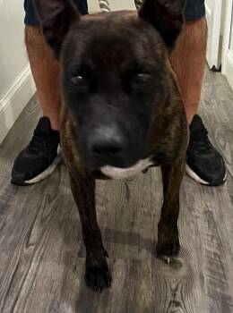 Dutch Shepherd Dogs Available for Adoption in Labelle, Florida - Emilee | PetCurious