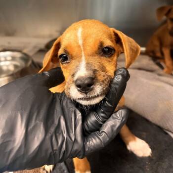Tilda -  Terrier and Mixed Breed Dog for Adoption in Corpus Christi, Texas - Tilda | PetCurious
