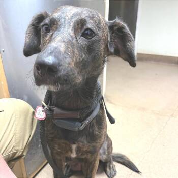 Mixed Breed Dogs Available for Adoption in Chattanooga, Tennessee - Penny | PetCurious