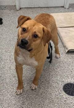 Starbucks -  Mixed Breed Dog Available for Adoption in Kansas City, Missouri - Starbucks | PetCurious