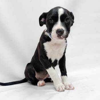 Pit Bull Terrier and Mixed Breed Dogs Available for Adoption in Parker, Colorado - 628 (2026) Ginny | PetCurious