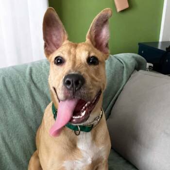 Creampuff -  Terrier Dog for Adoption in Montgomery, Alabama - Creampuff | PetCurious