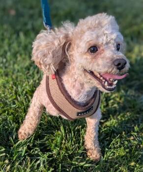 Rescue Poodle Dogs for Adoption in Santa Rosa, California - Astro | PetCurious