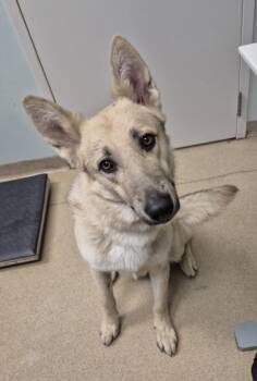 MILO -  German Shepherd Dog and Mixed Breed Dog for Adoption in Loveland, Colorado - MILO | PetCurious