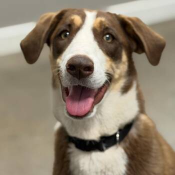 Hound Dogs Available for Adoption in Midland, Texas - FWT Ursula (Daisy) | PetCurious