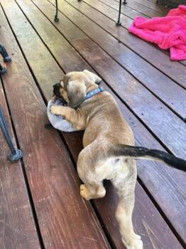 Grady -  Mixed Breed Dog for Adoption in Fort Collins, Colorado - Grady | PetCurious