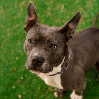 English Bulldog Dogs Available for Adoption in Warwick, Rhode Island - Violet | PetCurious