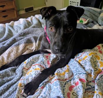 Rescue Pit Bull Terrier and Black Russian Terrier Dogs for Adoption in Elkhorn, Wisconsin - Seven | PetCurious