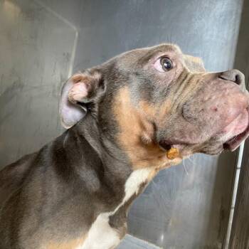 Thelma -  Staffordshire Bull Terrier Dog for Adoption in Des Moines, Iowa - Thelma | PetCurious