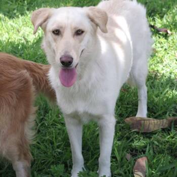 Fina -  Labrador Retriever Dog for Adoption in Miami, Florida - Fina | PetCurious
