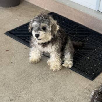 Schnauzer and Terrier Dogs Available for Adoption in Norco, California - Poppy | PetCurious