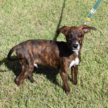 Rescue Mixed Breed Dogs for Adoption in Searcy, Arkansas - Edward | PetCurious