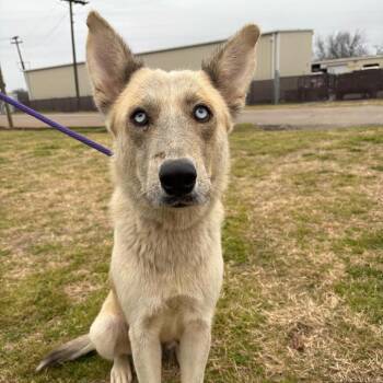 Husky and German Shepherd Dog Dogs Available for Adoption in Corsicana, Texas - Jade D46064 | PetCurious