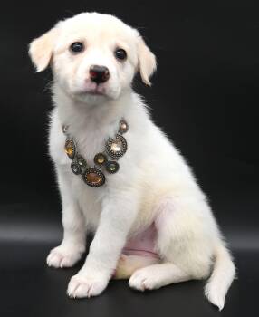 Great Pyrenees Dogs Available for Adoption in Mobile, Alabama - Sea Angel. (Cute And Fluffy) | PetCurious