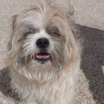 Lhasa Apso Dogs Available for Adoption in San Luis, Colorado - Niko | PetCurious
